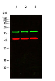 BT LAB manufacturer product image