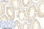 BT LAB manufacturer product image