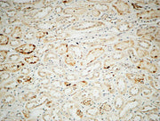 BT LAB manufacturer product image
