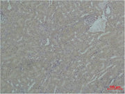 BT LAB manufacturer product image