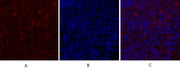 BT LAB manufacturer product image