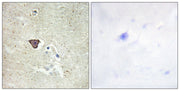 BT LAB manufacturer product image