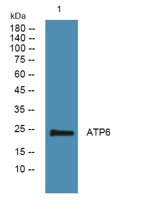 BT LAB manufacturer product image