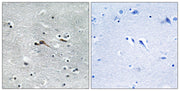 BT LAB manufacturer product image