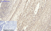 BT LAB manufacturer product image