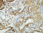 BT LAB manufacturer product image