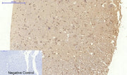 BT LAB manufacturer product image