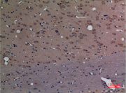 BT LAB manufacturer product image