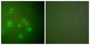 BT LAB manufacturer product image