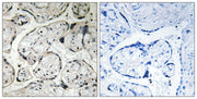 BT LAB manufacturer product image