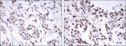 BT LAB manufacturer product image