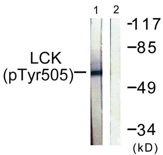 BT LAB manufacturer product image