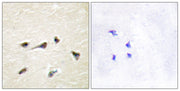 BT LAB manufacturer product image