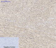 BT LAB manufacturer product image
