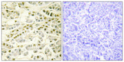 BT LAB manufacturer product image
