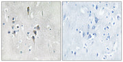 BT LAB manufacturer product image