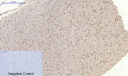 BT LAB manufacturer product image