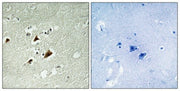 BT LAB manufacturer product image