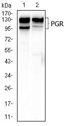 BT LAB manufacturer product image