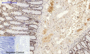 BT LAB manufacturer product image