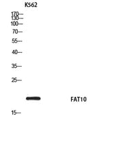 BT LAB manufacturer product image