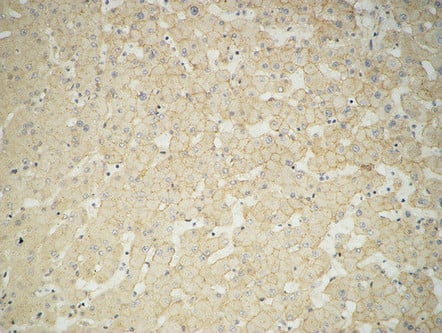 BT LAB manufacturer product image