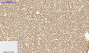 BT LAB manufacturer product image