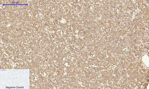 BT LAB manufacturer product image