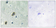 BT LAB manufacturer product image