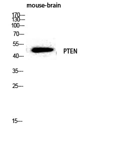 BT LAB manufacturer product image