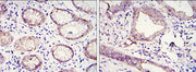 BT LAB manufacturer product image