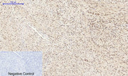 BT LAB manufacturer product image