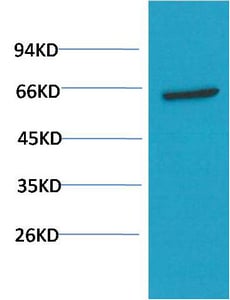 BT LAB manufacturer product image