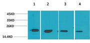 BT LAB manufacturer product image