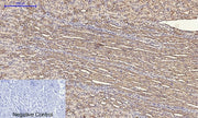BT LAB manufacturer product image