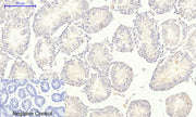 BT LAB manufacturer product image