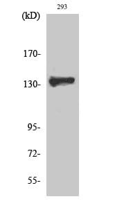BT LAB manufacturer product image