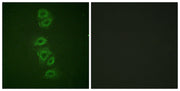 BT LAB manufacturer product image