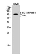 BT LAB manufacturer product image