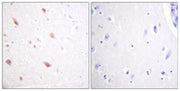BT LAB manufacturer product image