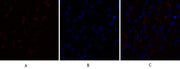 BT LAB manufacturer product image