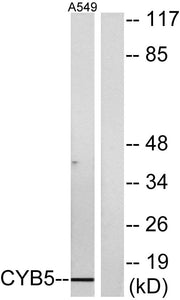BT LAB manufacturer product image