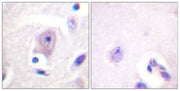 BT LAB manufacturer product image