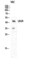 BT LAB manufacturer product image