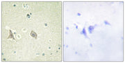 BT LAB manufacturer product image