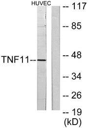 BT LAB manufacturer product image