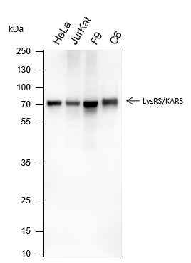 Anti-Human/Rat/Mouse LysRS Antibody [A291] - ABMIUM