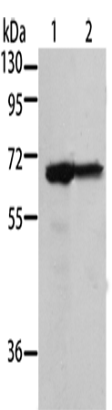 Anti-Human/Mouse/Rat MSN Antibody - ABMIUM