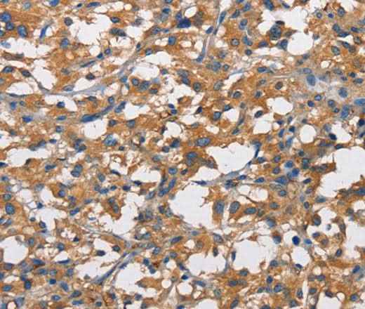 Anti-Human/Mouse/Rat NT5E Antibody