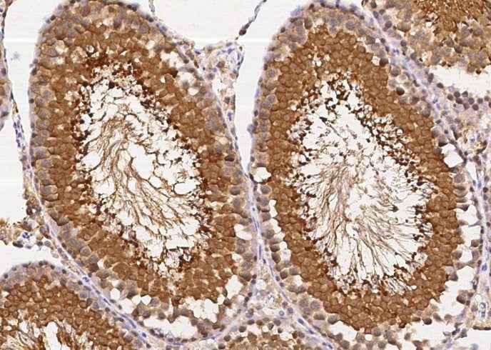 Anti-Rat UCHL3 Antibody [B519] - ABMIUM